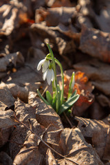 snowdrop spring beauty