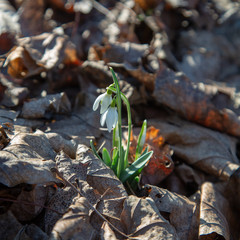 snowdrop spring beauty