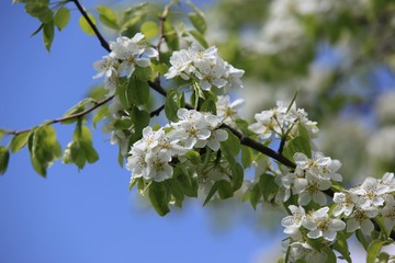 endemic flower types in all colors. savsat/artvin/turkey