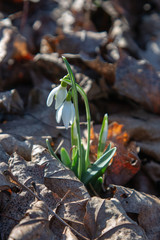 snowdrop spring beauty
