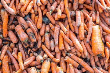 Orange carrot pile on dirty soil
