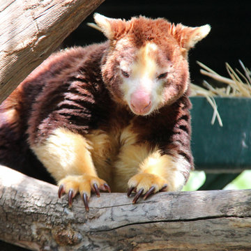 Matschie tree-kangaroo (Australia)