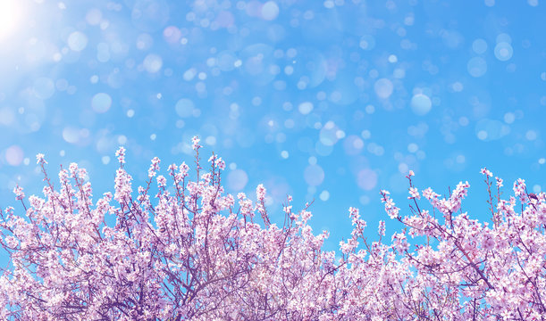 Blooming almond tree over blue sky. Spring nature background