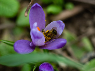Fototapeta premium Beautiful first spring flowers crocuses bloom under bright sunlight.