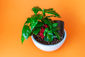 Coffee plant in white pot on orange background