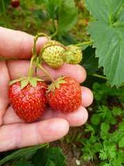 Strawberry. Two bright red juicy fully  mellow strawberries in a palm of gardener hand. Summer fest