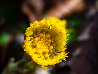 Daisy flower - Spring flower close up different colors
