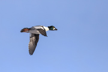 common goldeneye