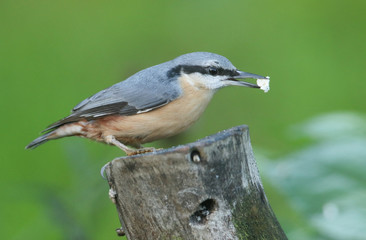 A Nuthatch (Sitta europaea) perched on an old tree stump with food in its beak.