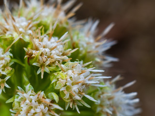 Daisy flower - Spring flower close up different colors