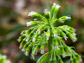Daisy flower - Spring flower close up different colors