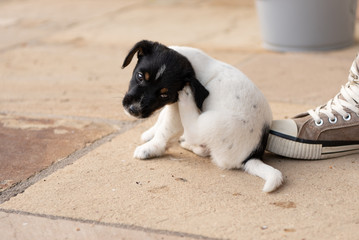 Young Jack Russell Terrier puppy dog 7,5 weeks old.  With the paw, the dog is scratching