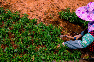 in the village on the bed of a woman with a hoe