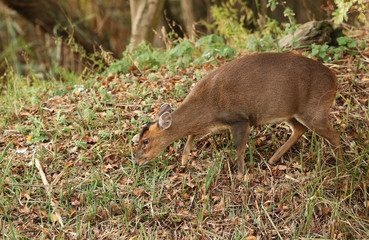 A pretty female Muntjac Deer (Muntiacus reevesi) feeding on an island in the middle of a lake.