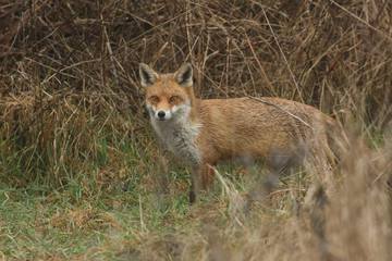 A magnificent Red Fox (Vulpes vulpes) searching for food to eat at the edge of shrubland on a rainy day.	