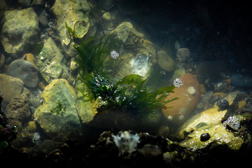 Fototapeta na wymiar undewater sea life