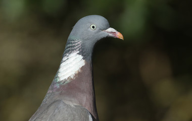 A head shot of a pretty Woodpidgeon, Columba palumbus.	