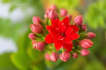 Obraz premium Details and colours in the garden