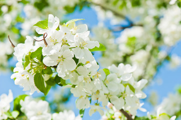 Branches of an apple tree with white flowers in a spring sunny day