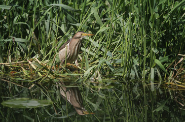 A rare Little Bittern (Ixobrychus minutus) hunting for food in the reeds in the UK.