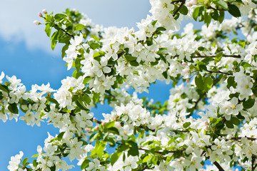 Branches of an apple tree with white flowers on the blue sky background in a spring sunny day