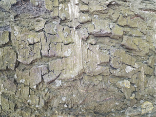 Old wooden texture for background in rustic style.