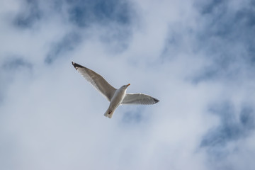 Gull in Flight in Winter