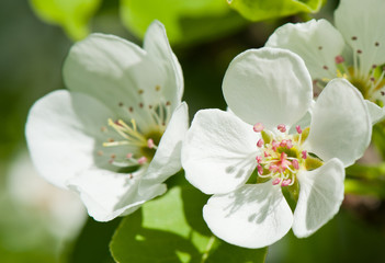 Obraz na płótnie Canvas Spring day. Flowers of apple tree, close-up