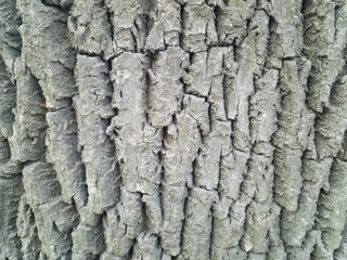 Old wooden texture for background in rustic style.