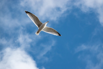 Gull in Flight in Winter