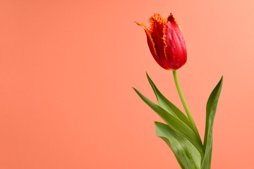 Tulip in a pot  on a  red background. Copy space.