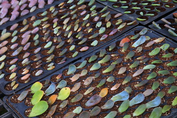 Propagating succulent plant using only the leave cutting to put down into the compost to take root