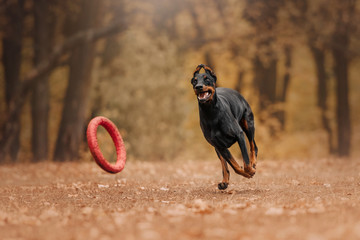 Doberman dog in autumn in the forest