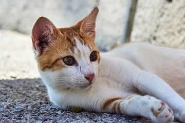Young European ginger cat in Greece .
