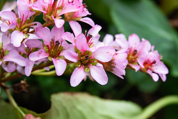 Heartleaf Bergenia Flowers in Bloom in Winter