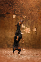 Doberman dog in autumn in the forest