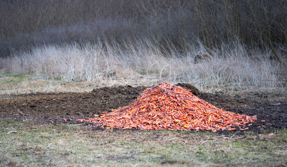 Orange carrot pile on dirty soil