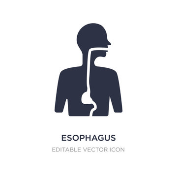 Esophagus Icon On White Background. Simple Element Illustration From Medical Concept.