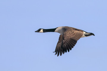 Canada Goose