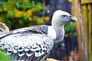 Gyps Rueppellii Vulture Portrait Detail 