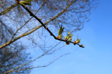 Frühlingsboten Knospen vor blauem Hintergrund 