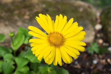 Leopard's Bane Inflorescence in Winter