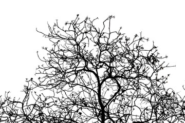 Bare tree branches silhouette on a white background.