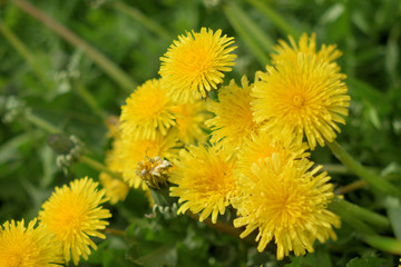 Garden of Eden with flowers - closeup.