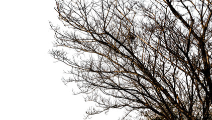 Obraz premium Bare tree branches silhouette on a white background.