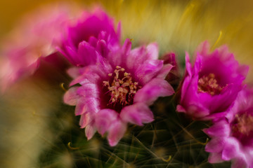 beautiful cactus blossom