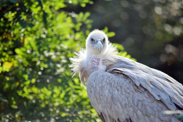 Gyps Himalayensis Vulture White Grey Portrait