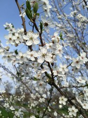 весна дерево цветет природа красиво