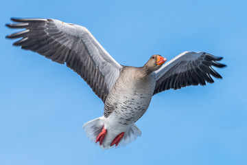 Greylag goose
