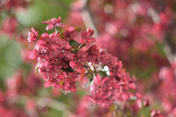 Garden of Eden with flowers - closeup.